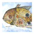 Peixe