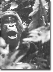Gorila, Virunga 1995