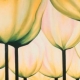 art-bonobo