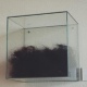 art-bonobo